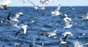 birds and whales feeding off Courtmacsherry