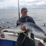 blue shark