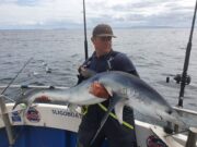Blue shark