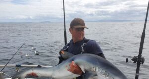 Blue shark