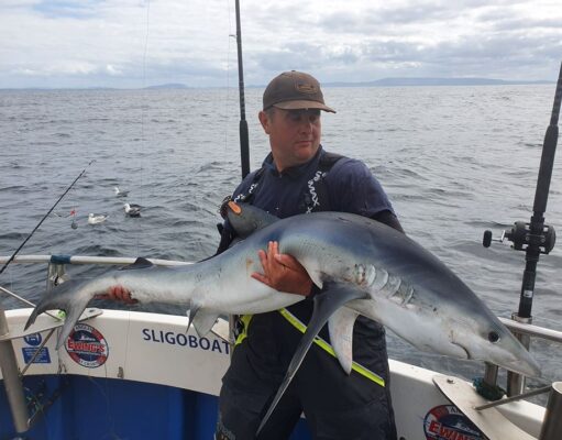 Blue shark