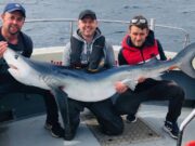 Great Bank Holiday sharking in Dungarvan
