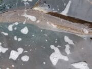 Salmon reported from Longueville Fishery Salmon about to be released #CPRsavesfish