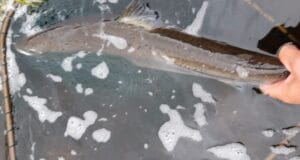 Salmon reported from Longueville Fishery Salmon about to be released #CPRsavesfish