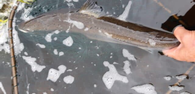 Salmon about to be released #CPRsavesfish