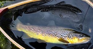 River Nore trout in a landing net