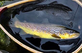 River Nore trout in a landing net