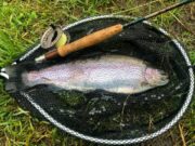 Great dry fly action at Southern County Fishing Resort Southern County rainbow trout