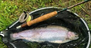 Southern County rainbow trout