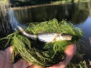 Gudgeon