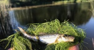 A young apprentice makes memories on the Nore Gudgeon