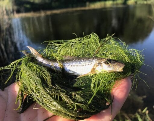 A young apprentice makes memories on the Nore Gudgeon