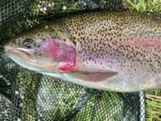 Southern County Fishing Resort provides great sport while rivers high