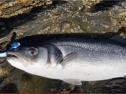 Bass to 9lb for Marcin on the south coast sea bass