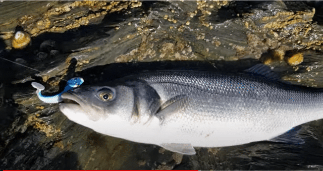sea bass
