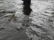 Nore trout