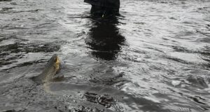 Heavy nymphs get best trout in high water on the Nore Nore trout