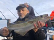 Pollock on the menu for Clare charter boat