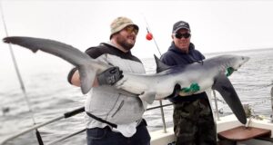 Blue shark
