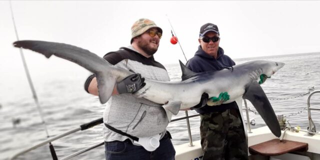 Blue shark