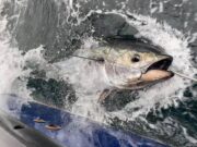 Bluefin tuna tagged off Cork, Clare, Sligo and Donegal Bluefin Tuna