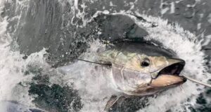 Bluefin Tuna