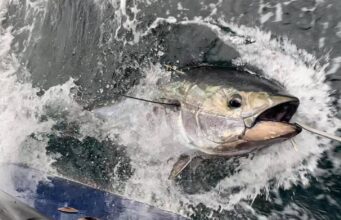 Bluefin tuna tagged off Cork, Clare, Sligo and Donegal Bluefin Tuna