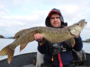 Big Pike starting to show for Guided Predator Angling