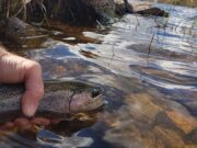 Loughs Fadda and Barfinnihy fish well ahead of season’s close