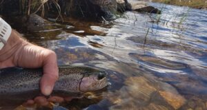 Loughs Fadda and Barfinnihy fish well ahead of season’s close