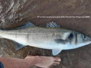 Irish Angling Update – 11 September 2020