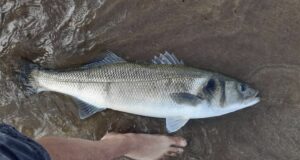 Lightning strikes twice for (big) tagged bass in Ballinskelligs Bay