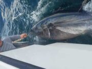 West Cork fleet catching up with Donegal Bay bluefin kings