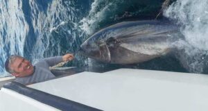 West Cork fleet catching up with Donegal Bay bluefin kings