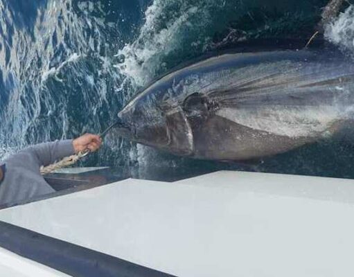West Cork fleet catching up with Donegal Bay bluefin kings