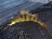 Midlands pike and perch angler hits the canal A lovely canal perch