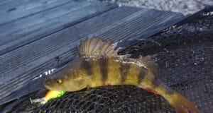 Midlands pike and perch angler hits the canal A lovely canal perch