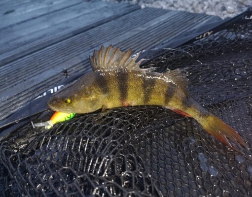 Midlands pike and perch angler hits the canal A lovely canal perch