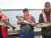 Double-figure pollack from Killala Bay