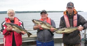 Double-figure pollack from Killala Bay
