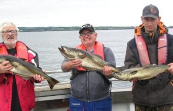 Double-figure pollack from Killala Bay