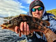 Smashing pollock and wrasse for the Killybegs Mariners