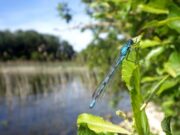 Sheelin trout rise for terrestrials but fall for stimulation