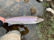 Salmon are still biting at Mount Falcon