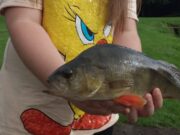 Big Liffey perch for young Lucy Harris