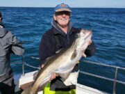 Big pollack from east coast wrecks for Wicklow Boat Charters Pollack