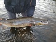 14lb salmon caught and released on last day of season on Currane 14lb currane salmon