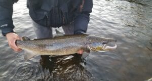 14lb currane salmon
