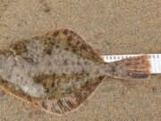 Good mix of fishing from beach and rocks for Killybegs Mariners 42 cm Flounder