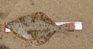 42 cm Flounder